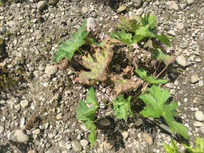 Geranium psilostemon Dragon Heart West 1.jpg