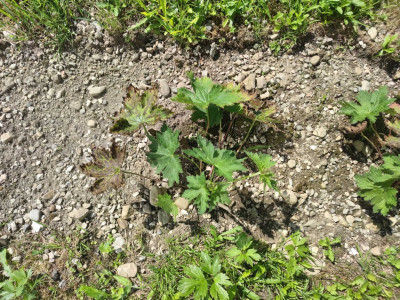 Geranium psilostemon Dragon Heart West 2.jpg