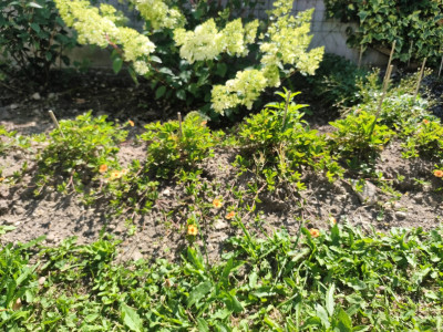 Potentilla x tonguei.jpg