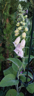 Die letzte, aber aparte Digitalis