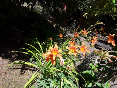 Heavenly Orange Blaze