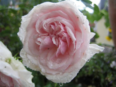 IMG_3403_Small.JPG