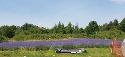Das kleinere Lavendelfeld