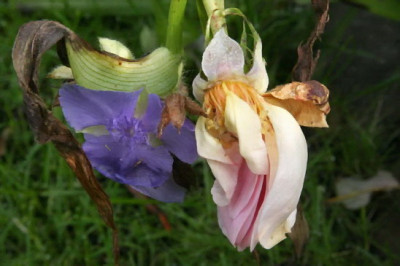 Abraham_Darby_w.jpg