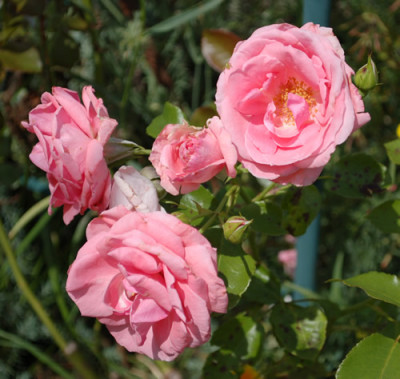 Lawinia_0010__S1_35504.jpg