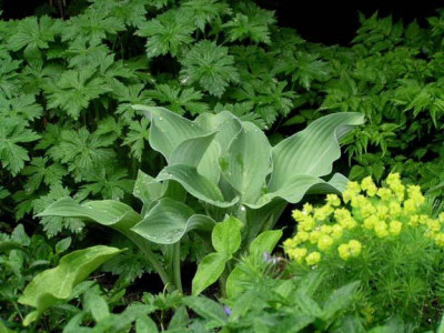 hosta_krossa_regal_geranium_x_oxoniannum_euphorbia_cyparissias.jpg