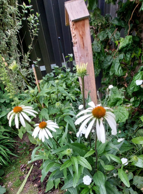 Echinacea ......