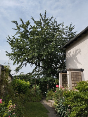 IMG_CherryTree.jpg