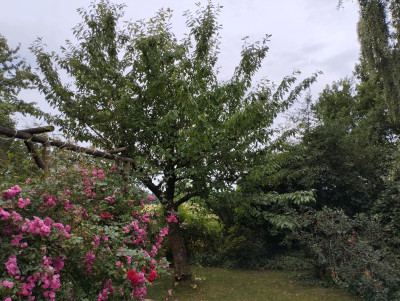 Kirschbaum_2.jpg