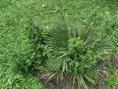 Malva nach Hagel.jpg