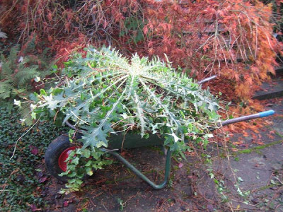 riesending_1201.jpg