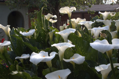 Zantedeschia nah.jpg