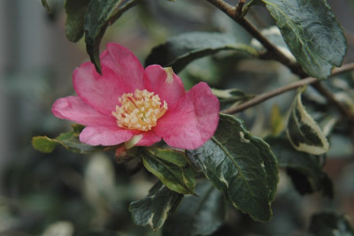 ecume_de_mer_1108.jpg