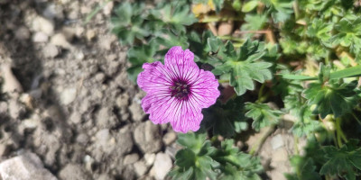 Geranium cinereum 'Ballerina' im April.jpg