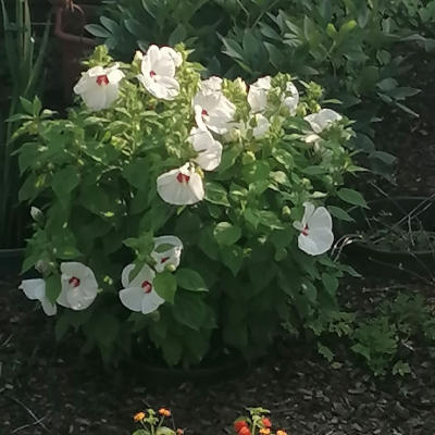 Riesenhibiskus weiß 19082024.png