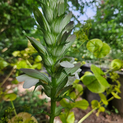 Acanthus mit Smyrnium perfoliatum 20250623_175826.jpg