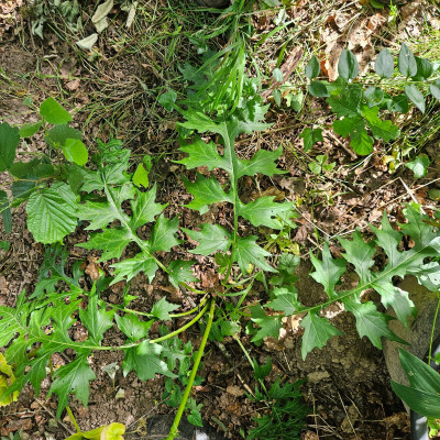 Acanthus mit Smyrnium perfoliatum 20250623_175837.jpg