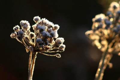 Allium-Dez-2.jpg