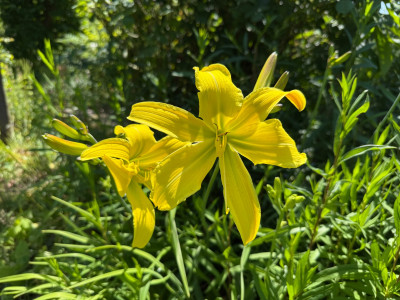IMG_1452.jpeg