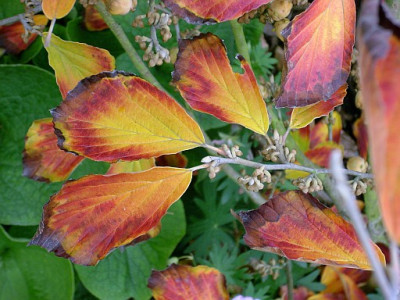 hamamelis_arnold_promise_2008-10-05_227.jpg