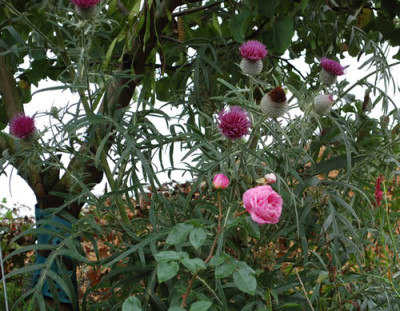 Eselsdistel_0010__S2_33838.jpg