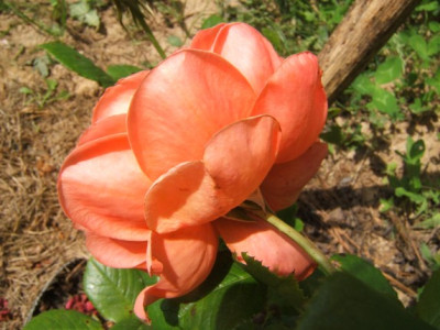 Summer_Song_8_08.JPG