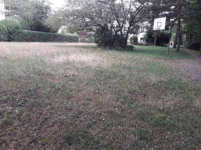 Wiese im Innenhof
