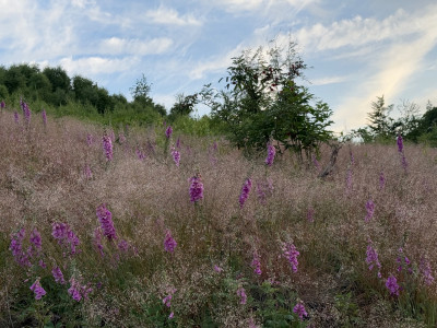 IMG_1955.jpeg