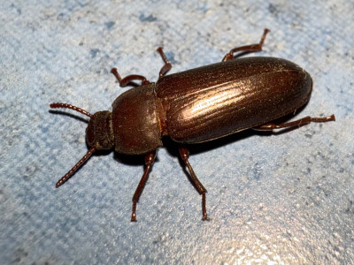 Mehlkäfer