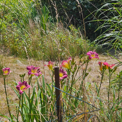 Hemerocallis Pink 20250625_114152.jpg