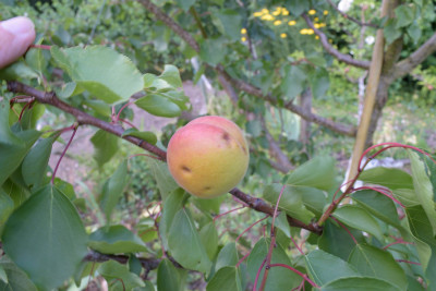 _DSC0040cropped.jpg