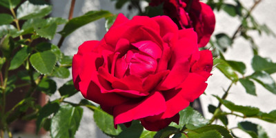 Rose aus Rosenbogen.jpg