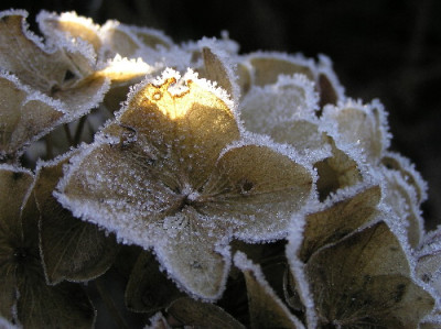 Hortensie-Dez-1.jpg