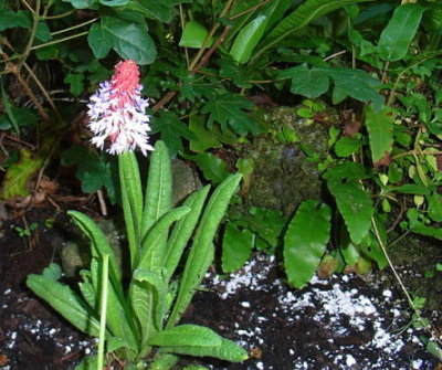 Orchideenprimel.JPG