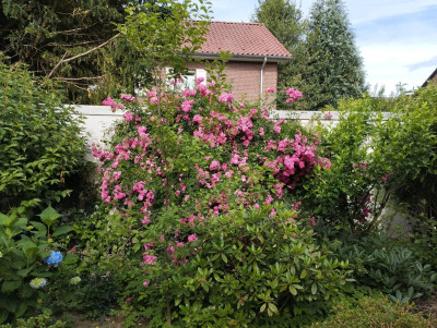 Leider liegt die Rose seit gestern auf ihrem &quot;Gesicht&quot;.