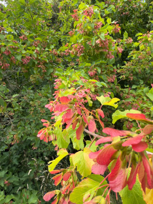 Acer tataricum