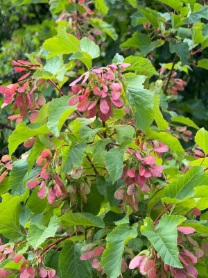 Acer tataricum