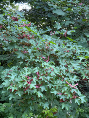 Acer Campestre