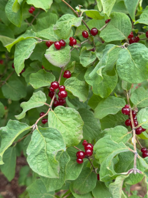 Lonicera Früchte