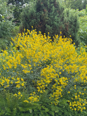 Genista Tinctoria