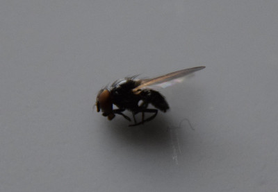 Fliege1.JPG