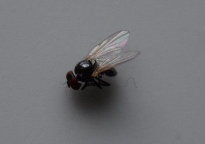 Fliege2.JPG