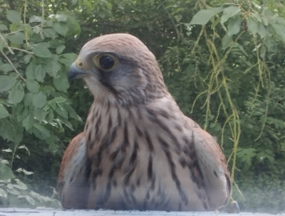 Turmfalke.jpg