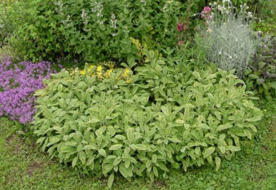 salvia_officinalis_iceterina_oder_so.jpg