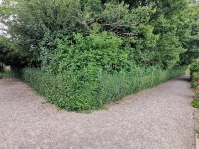 Hecke mit Kurve 20250627.jpeg