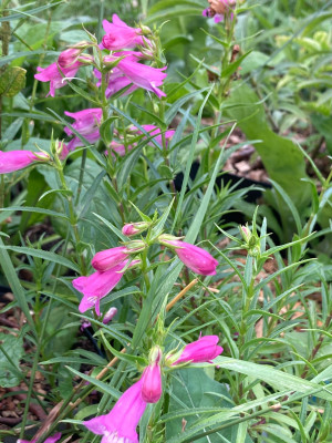 IMG_9954.jpeg