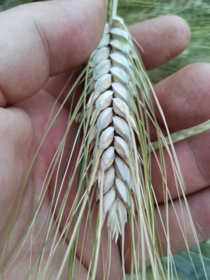 Durum Limbodur 20250626.jpeg