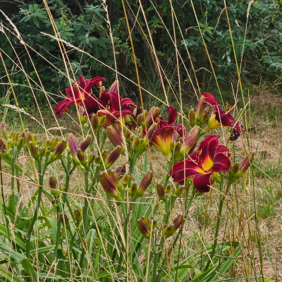 rote von Juhr 20250628_113047.jpg