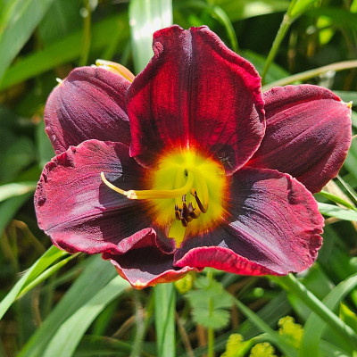 unbekannte kleine rote Sonne