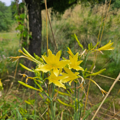Ochroleuca